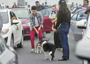 娱乐吃瓜酱遛狗小说下载